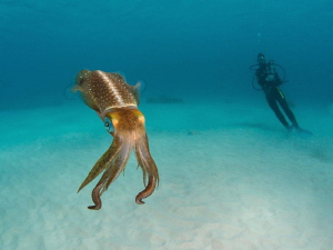 Caribbean reef squid close to shore near the Salt Pier in... by Paul Colley 